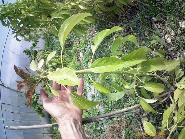 hass ok, mutation