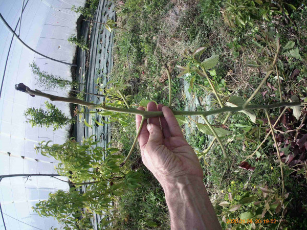 Pinkerton, défolié en hiver, mais redémarre bien