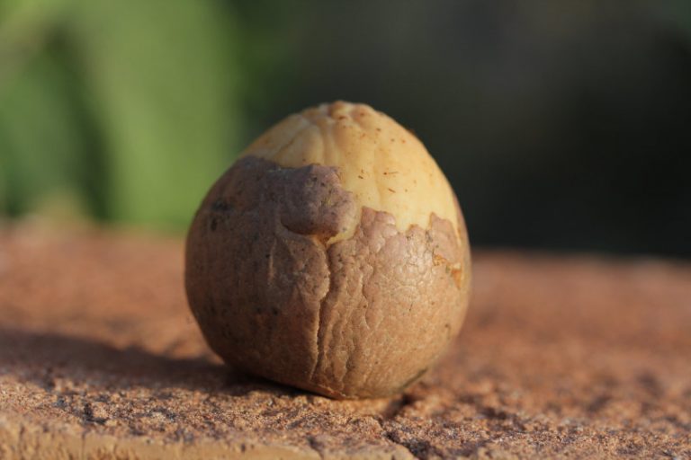 Graines d’avocats du Texas Acclimatons