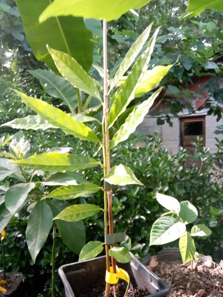 Annona rugulosa