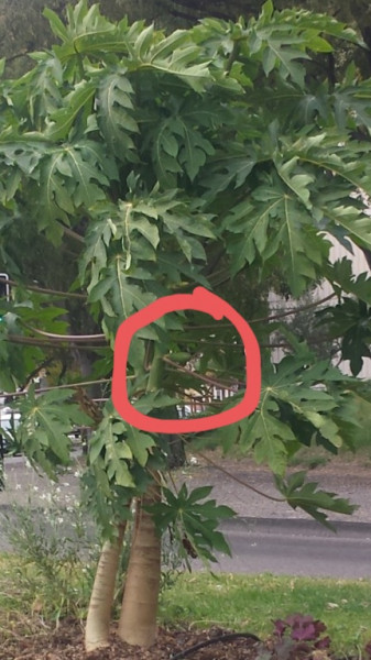 IMG_1320.JPG (130.35 Kio) Consulté 8554 fois Le fruit.