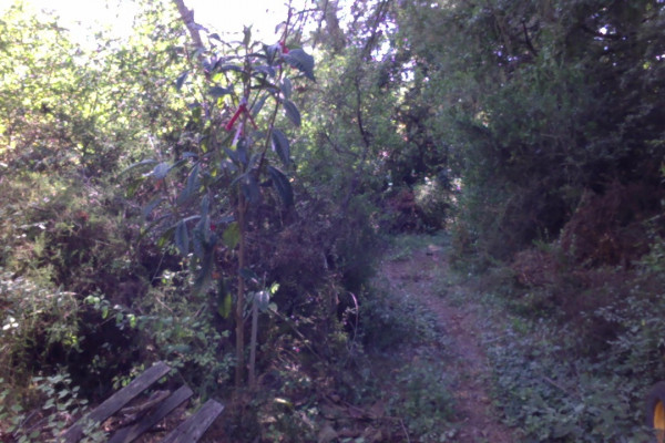 Photo le 29-09-2023 à 14.49.jpg (240.92 Kio) Consulté 12259 fois un des porte-greffes multivariétés pour test comparatif