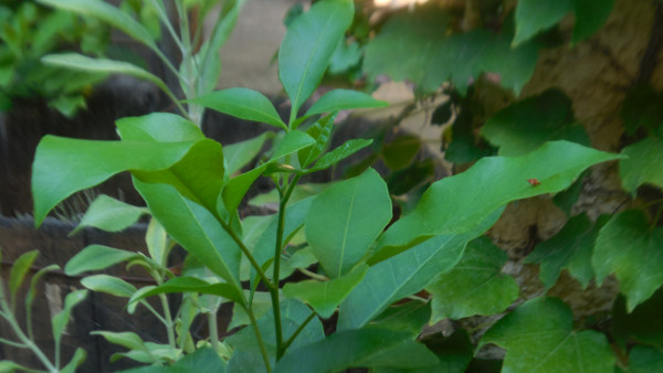DSCN3973.JPG