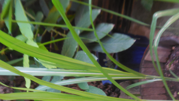DSCN3979.JPG