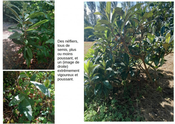acclimatons13.jpg
