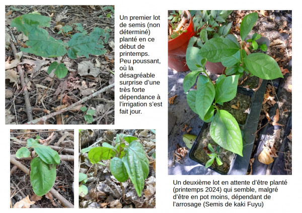 acclimatons14.jpg