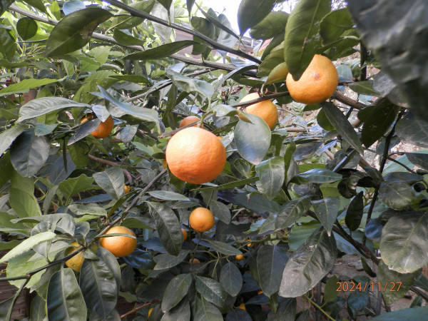 PB270019.JPG