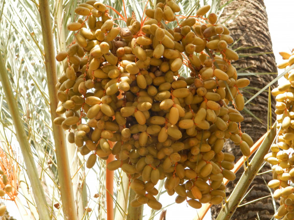 Septembre 2019 Alacant 119.jpg
