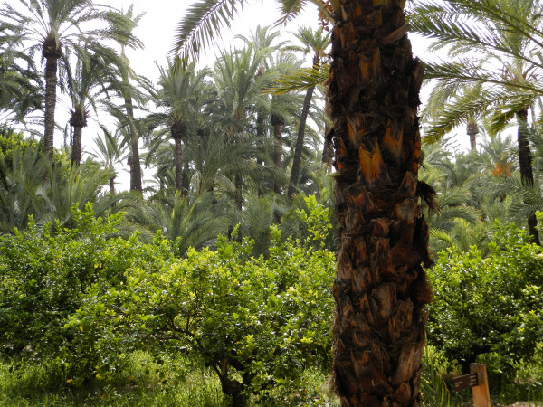 Septembre 2019 Alacant 121.jpg