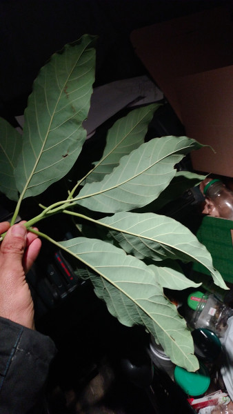 IMG-20241130-WA0010.jpeg