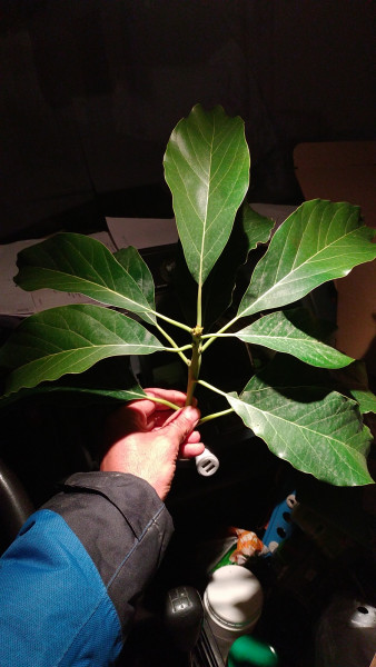 IMG-20241130-WA0008.jpeg
