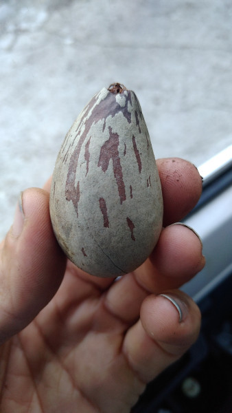 Persea indica