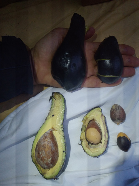 Gros &quot;figue&quot; et corniaud sont excellents