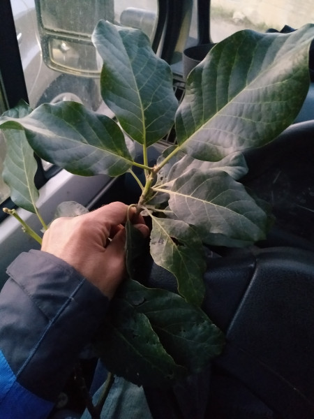 Feuilles avocatier &quot;figue&quot;