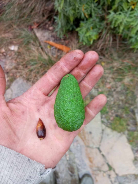 Petit avocat et son minuscule noyau