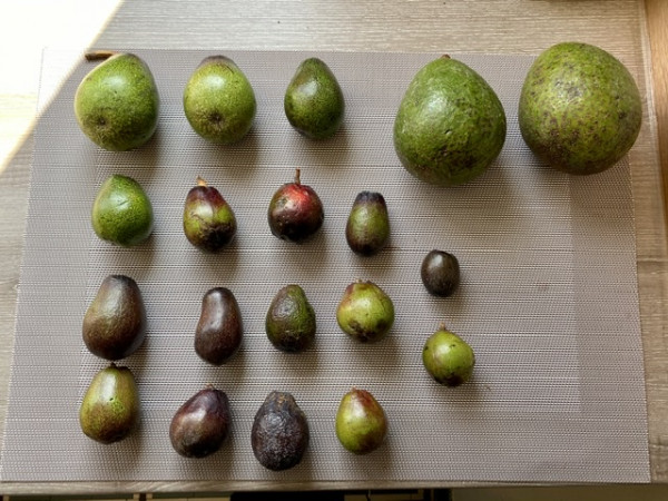 Avocats sauvages d’Espagne.