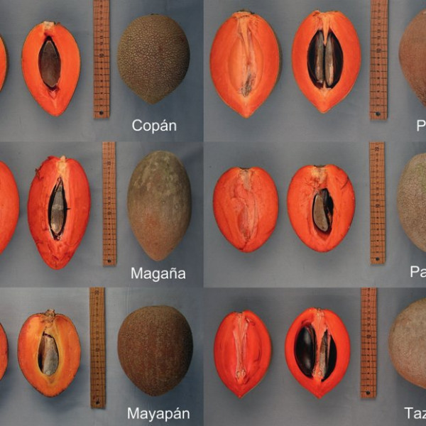 Representative-fruit-of-six-mamey-sapote-cultivars-grown-at-two-locations-in-Puerto-Rico_Q640.jpg