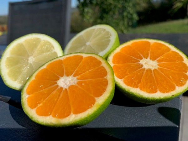citron satsuma coupé oct 21.jpg