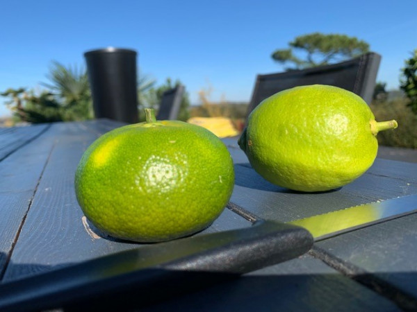 citron satsuma couteau oct 21.jpg