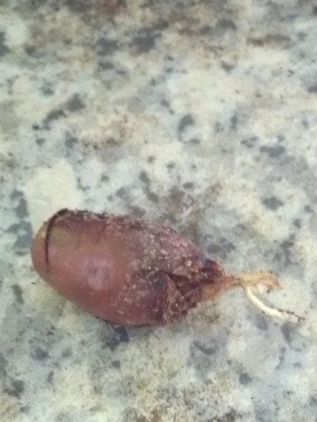 IMG_20220511_110747-ConvertImage.jpg (210.61 Kio) Consulté 21806 fois IMG_20220511_110747-ConvertImage.jpg