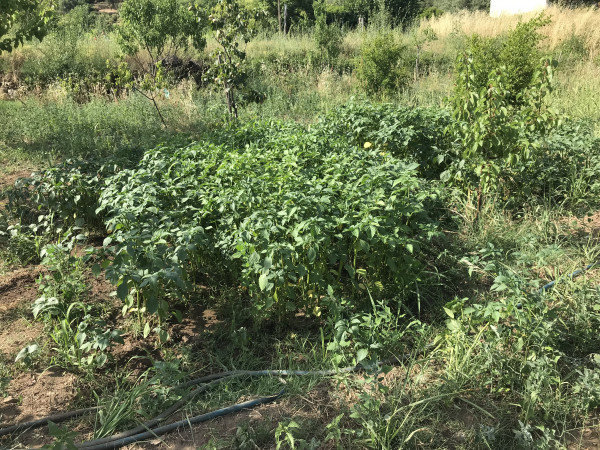 Tomatillos aux Jardins de Viuça