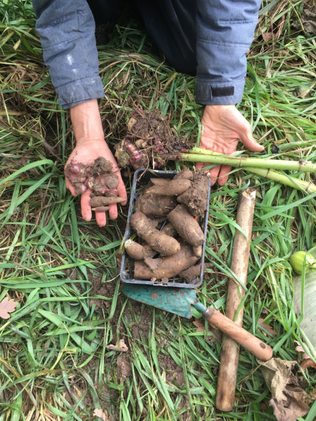 davantage de racines déterrées: la douceur du gout est dans les petits bulbilles rouges (utilisés pour replanter), ainsi que dans les grosses racines mais ces dernières devraient sécher quelques jours avant d'etre degustées, toujours aussi croquantes et juteuses, mais elles sont un peu acres le jour de la récolte