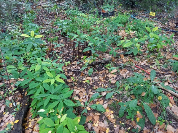 lighter 20221209_144330.jpg (228.55 Kio) Consulté 56276 fois 250 ko