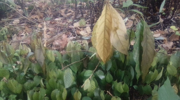 IMG_20221216_153037.jpg (77.3 Kio) Consulté 48673 fois DES CENTainES de cheRIMOliers tous INDEMMES PARMI UNE MAJORITE D AVOCATIERS GRILLES