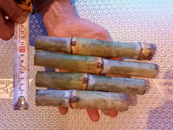 20221222_171451.jpg (743.08 Kio) Consulté 18990 fois canne a sucre rustique