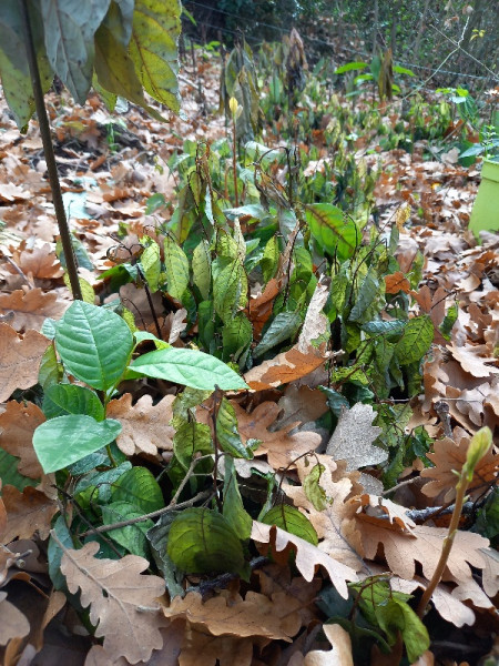 totalement indemme ce cherimolier (en premier plan). un seul