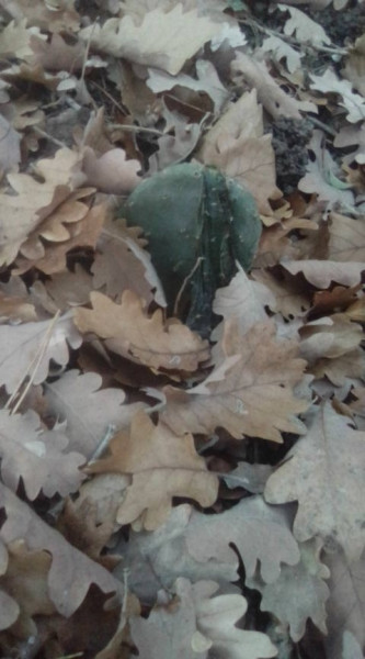 raquette d'opuntia gelée