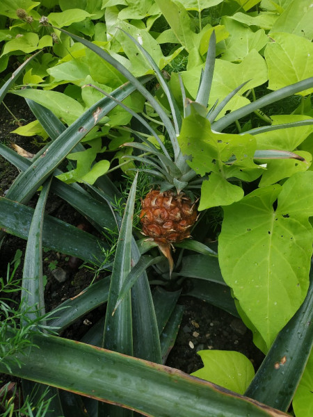 Les équipes municipales disposent de serres, et certaines plantations sont rentrées en hiver. Ainsi, en mai, certaines plates bandes sont déjà largement fleuries (tournesols etc).