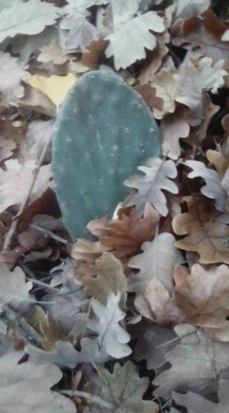 cette raquette d'opuntia est ambigue?