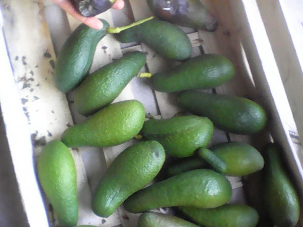 WIN_20230113_10_32_27_Pro.jpg (75.63 Kio) Consulté 28889 fois avocats arles