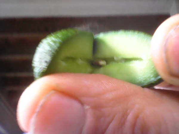 WIN_20230113_10_45_25_Pro.jpg (54.33 Kio) Consulté 28889 fois avocat cornichon arles