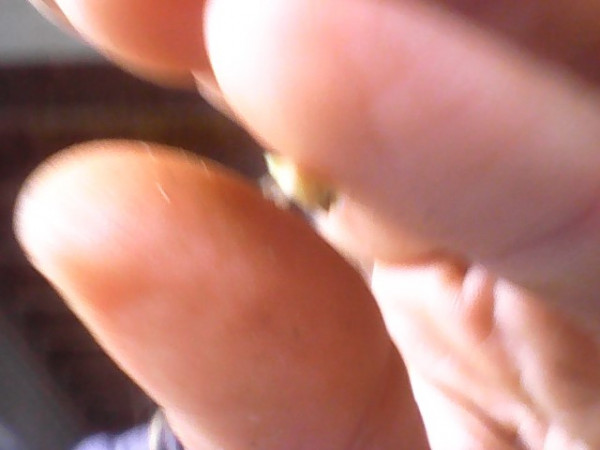 WIN_20230113_10_46_31_Pro.jpg (51.48 Kio) Consulté 28889 fois graine??