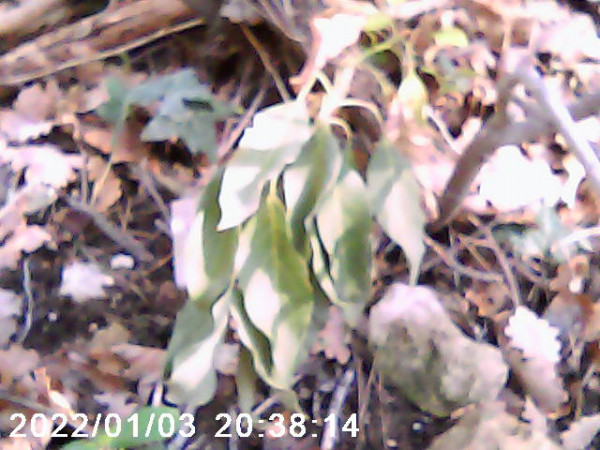 toutes les feuilles du greffé wilma sont sèches