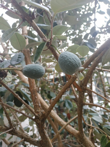 Feijoa (petits fruits)