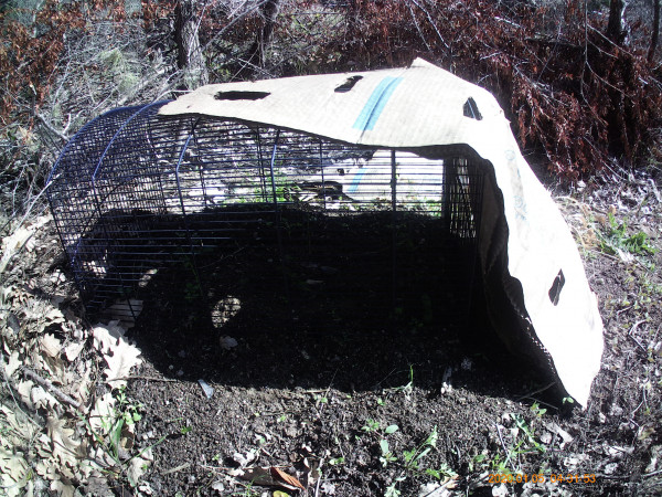 IMG200105-043153F.JPG (1.46 Mio) Consulté 34812 fois un carton posé sur la cage faut de l'ombre, je vais remplacer par une cagette ajourée en bois