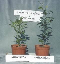 Effect-of-soil-sterilization-on-citrus-seedling-growth.jpg