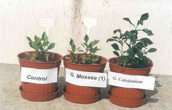 Mycorrhizae-inoculated-citrus-seedling-production.jpg