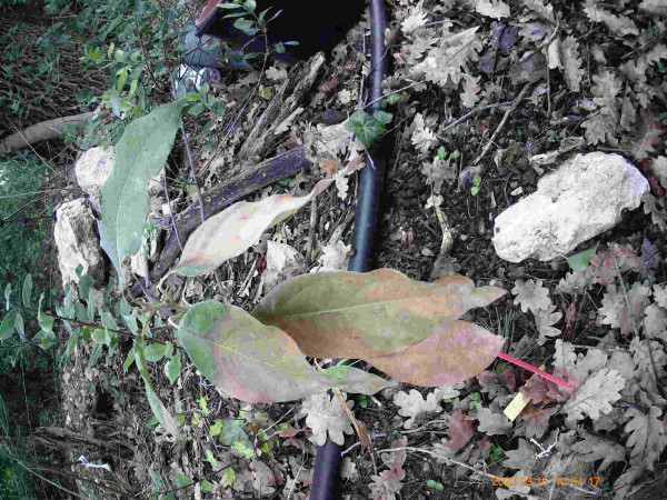 joey greffé semble souffrir du pied et non du froid: c'est les feuilles basses qui sèchent