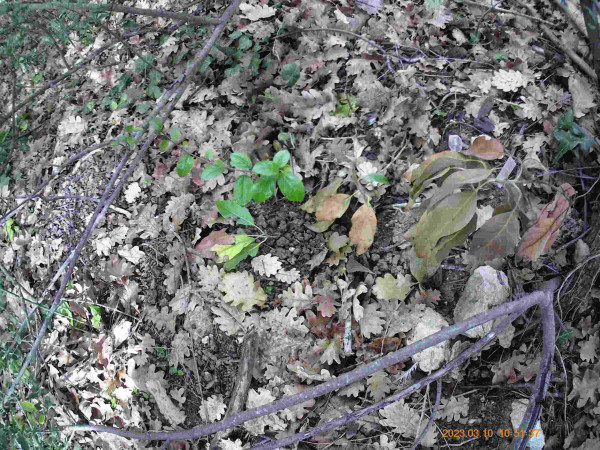 willma greffé: planté couché, les racines étant à gauche de la photo, la cime à droite est sèche, mais la branche la plus proche des racines est verte au milieu. aucune racine émise non plus.