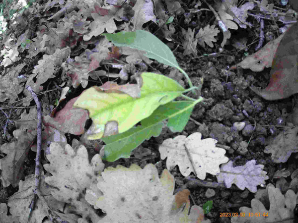 AAAvoc 10 3 23 wilma detail -compressed (2).jpg (83.64 Kio) Consulté 63291 fois branche verte de wilma greffé