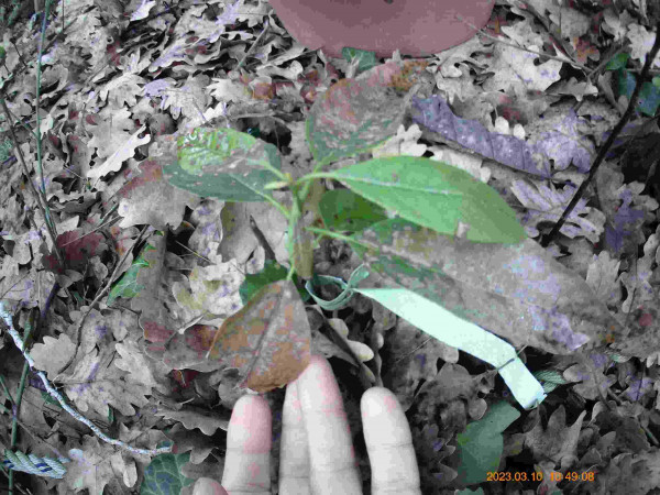 AAAvoc 10 3 23 chouchou -compressed (8).jpg (95.34 Kio) Consulté 63289 fois chouchou, 18cm