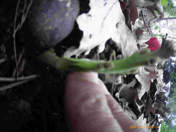 greff avoc-compressed.jpg (119.27 Kio) Consulté 62907 fois AC stewart