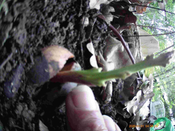 greffe avocatier-compressed.jpg (140.42 Kio) Consulté 62907 fois anglaise compliquée (AC) Aravaipa Gabriele ayant fait ses preuves chez Seb et que j'ai déjà transmis à d'autres.