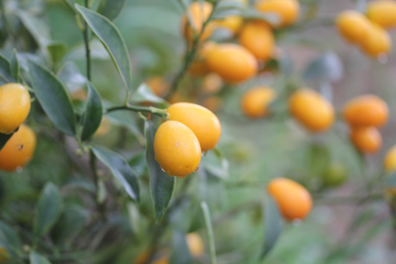 Les agrumes de mon jardin : Les Kumquats