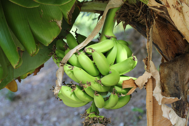 malaga_banane_1