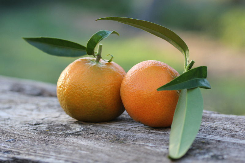 Les premières mandarines !